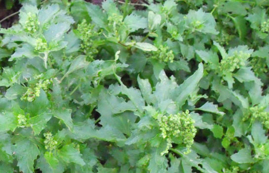 Chenopodium murale